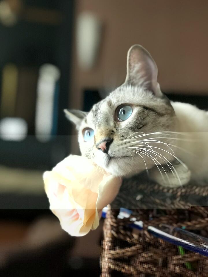 Is Your Cat Still Healing? Watch for These Signs