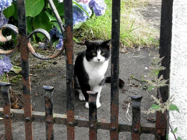 Is Your Cat Still Healing? Watch for These Signs