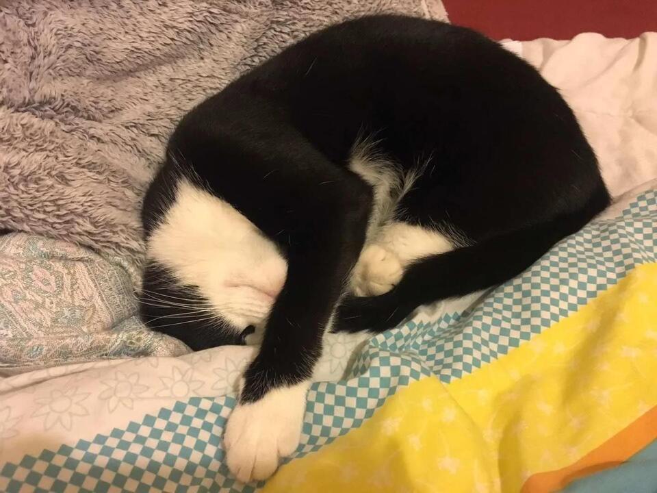 Is Your Cat Still Healing? Watch for These Signs