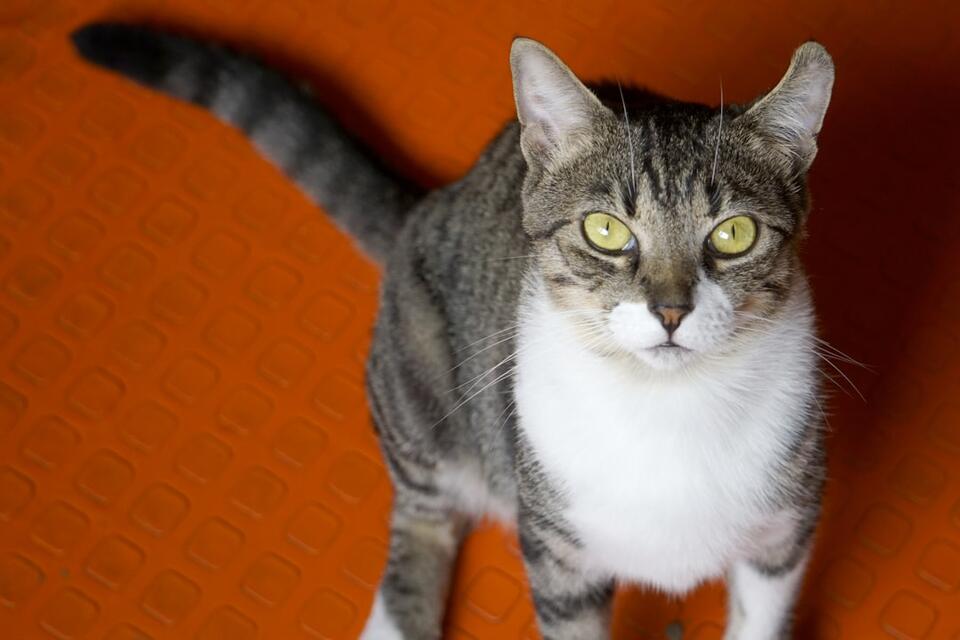 Is Your Cat Still Healing? Watch for These Signs