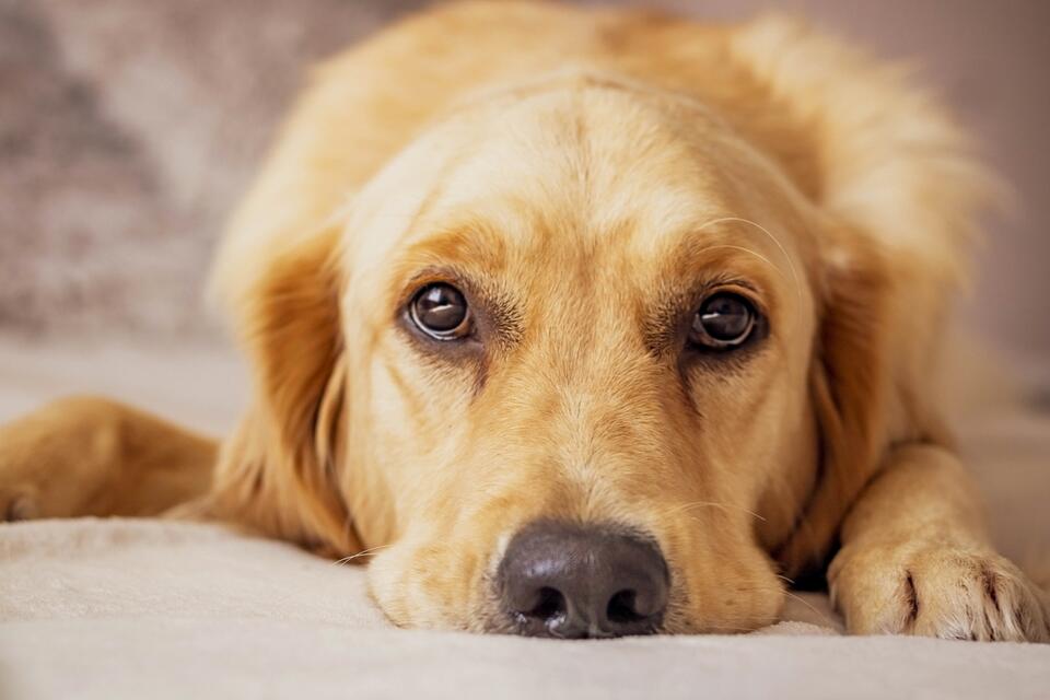 This Golden Retriever’s Cuddle Game = Next Level