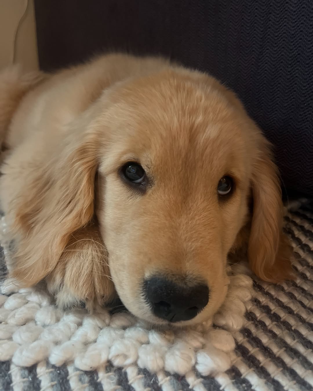 This Golden Retriever’s Cuddle Game = Next Level