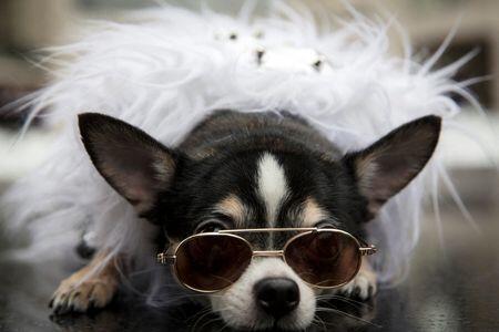 Dogs Have Been Extra for 11,000 Years