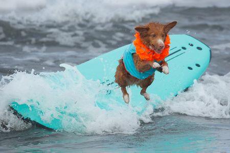 Dogs Have Been Extra for 11,000 Years