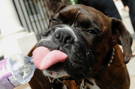 Dogs Have Been Extra for 11,000 Years