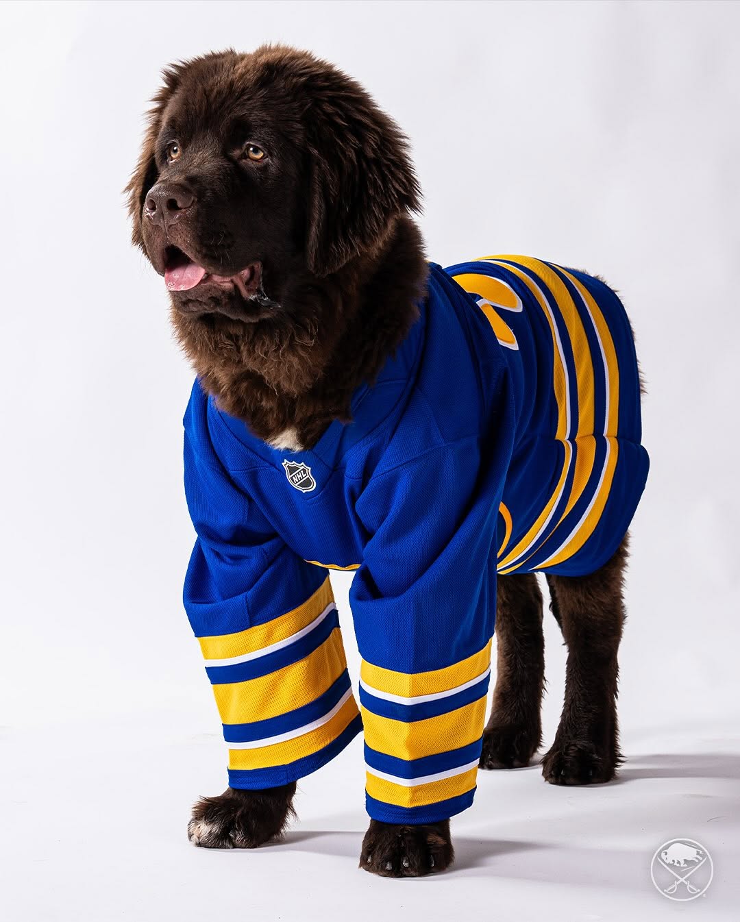 Buffalo Sabres’ new pup honors local hero