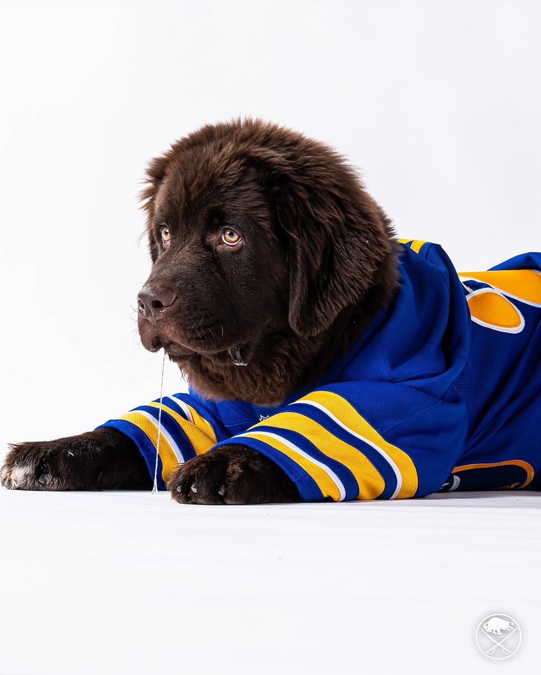 Buffalo Sabres’ new pup honors local hero