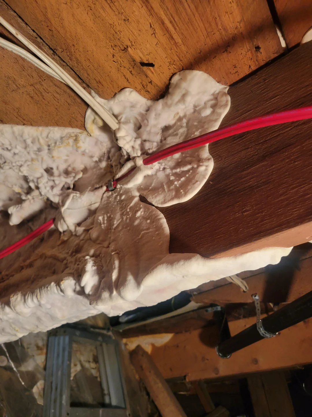 I Found White Stuff ALL OVER My Crawl Space. How Bad Is This Mold Going to Be