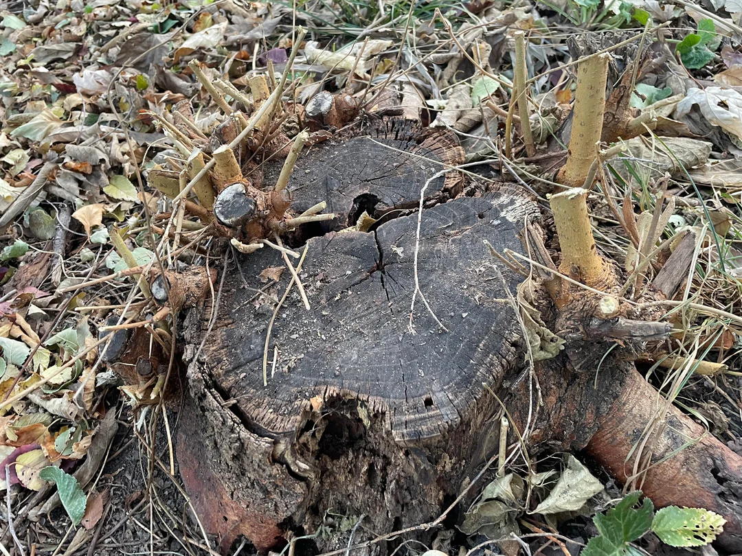 Is $100 Fair to Pay Someone to Remove This Giant Tree Stump?