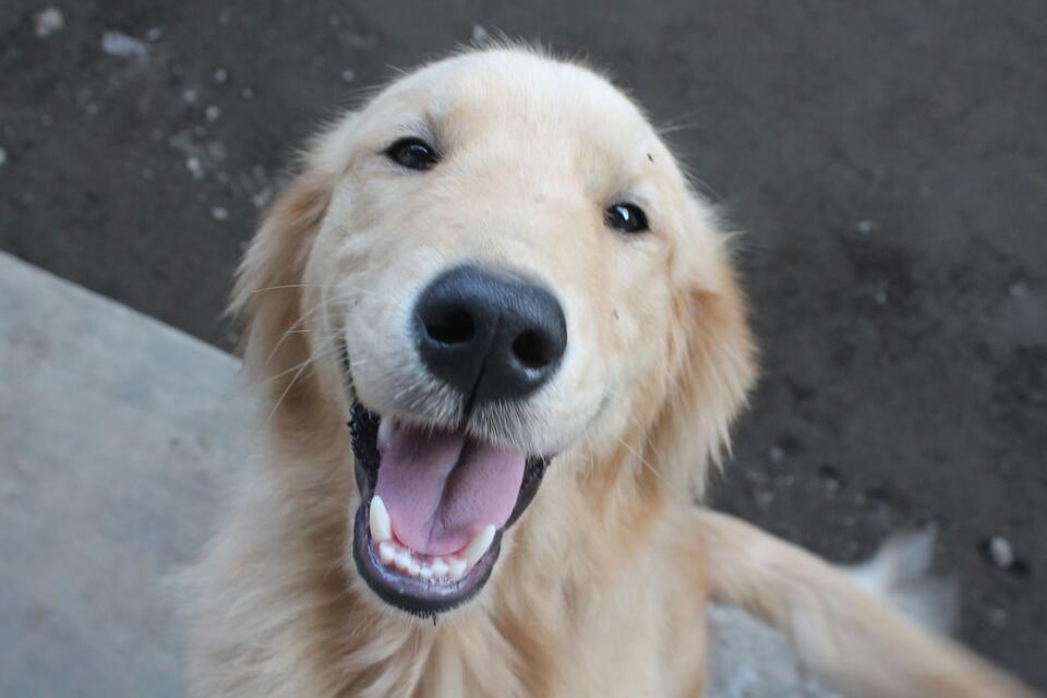 Clifford the Golden Retriever Serves Red Carpet Looks