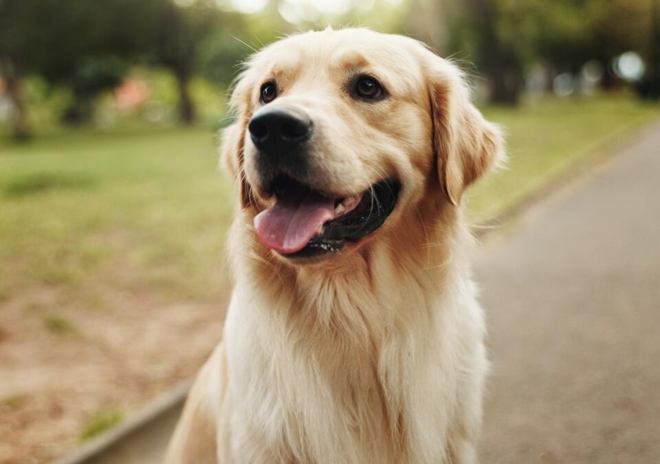 Golden Retriever takes playground duty seriously