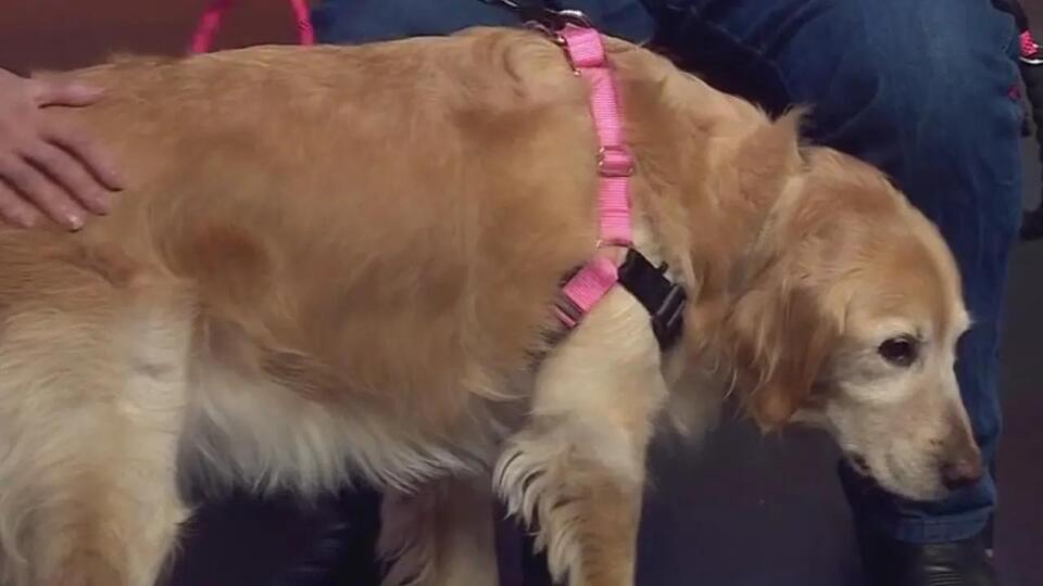 Meet Foxy Roxy: Ready for her forever home