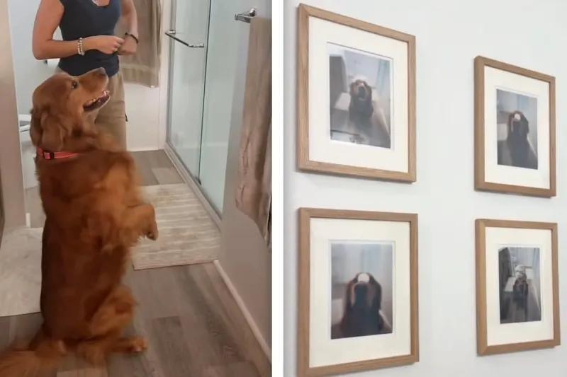 This dog’s reaction to his own photo wall is priceless