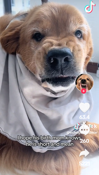 This Grumpy Golden Is Internet Royalty