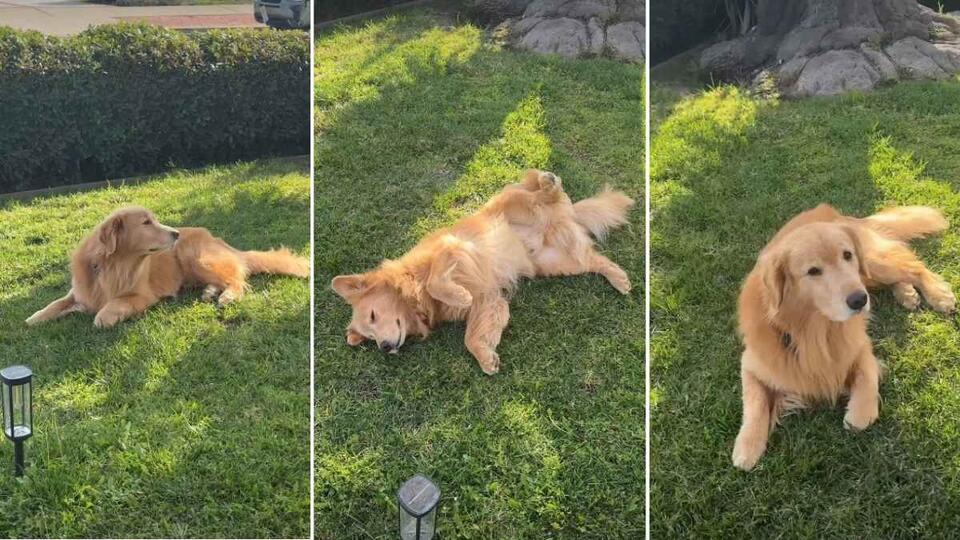 Golden Retriever’s Hilarious ‘Play Dead’ Move