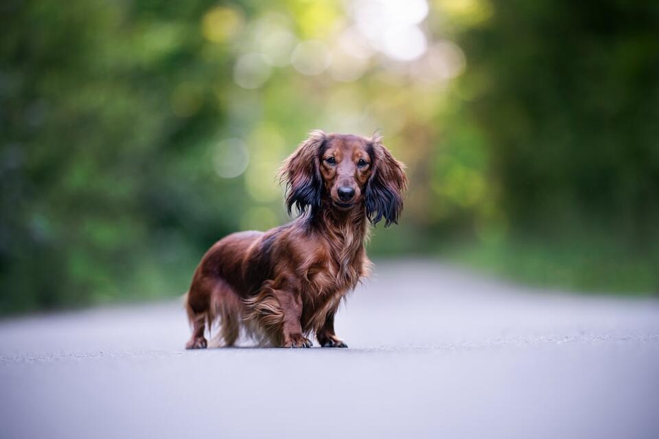 This Dachshund Eats Like Royalty