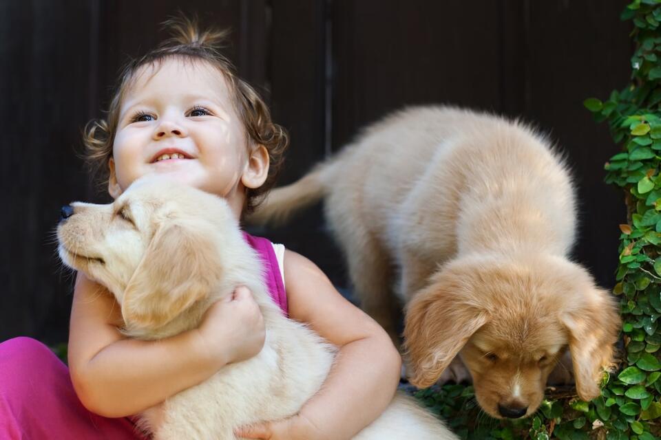 Golden Retriever puppy overload at Vermont farm