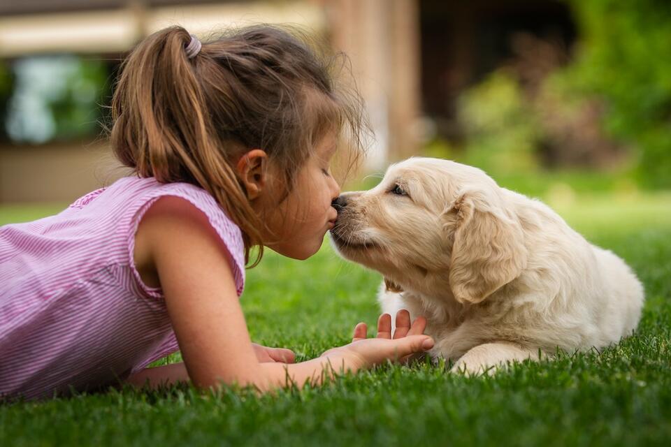 Golden Retriever puppy overload at Vermont farm