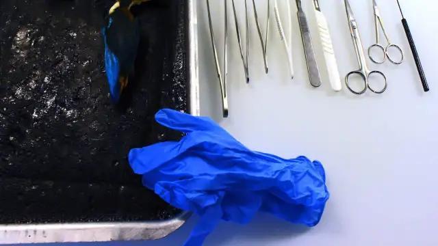 Plastic Kills Wildlife Faster Than You Think