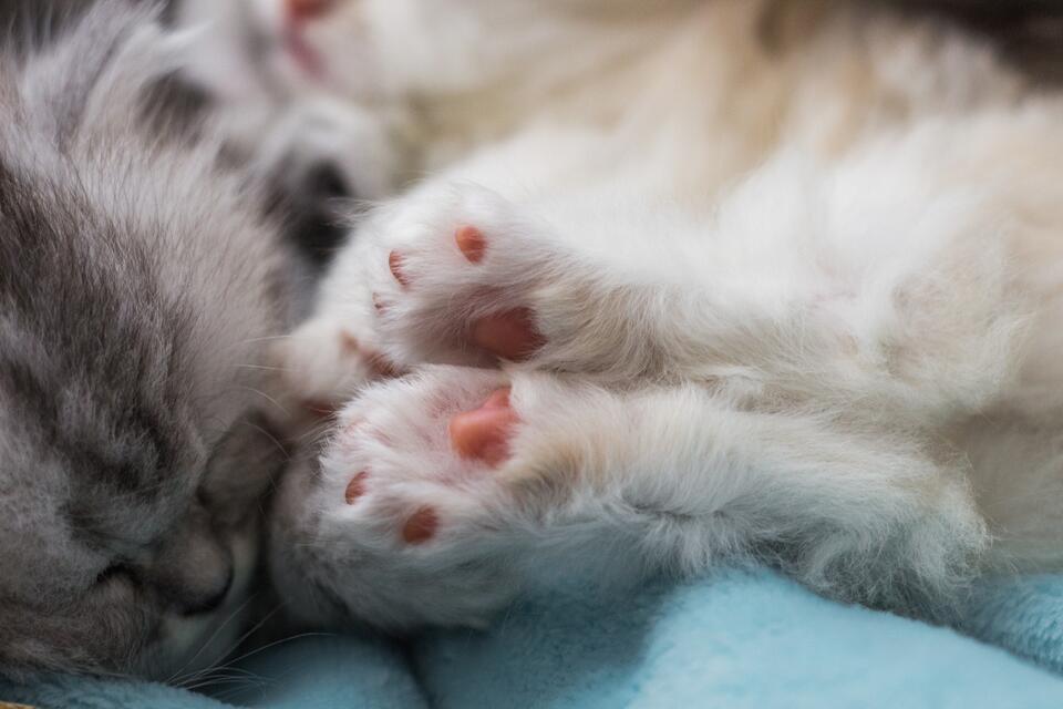 This Cat Looks Straight Out of a Fairytale