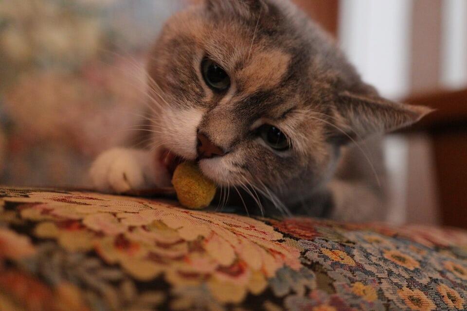 Cat Parents: You Need to Try These!