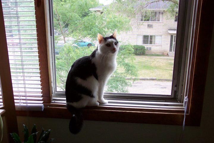 Cat Parents: You Need to Try These!