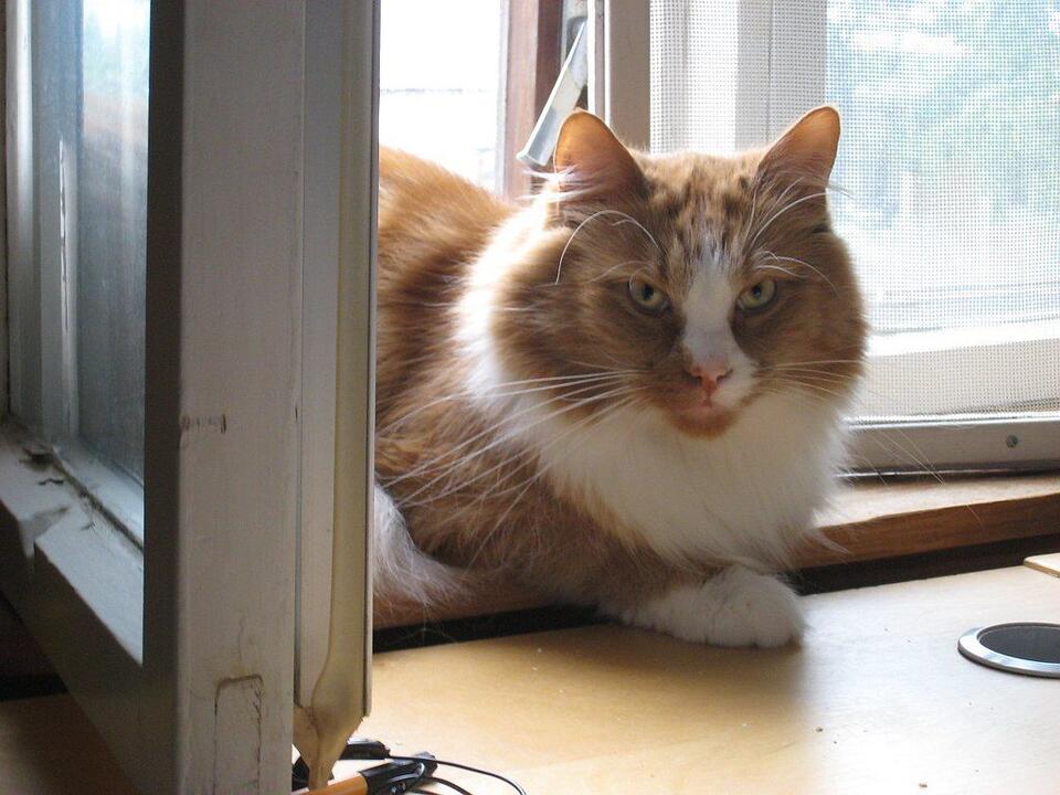 Cat Parents: You Need to Try These!