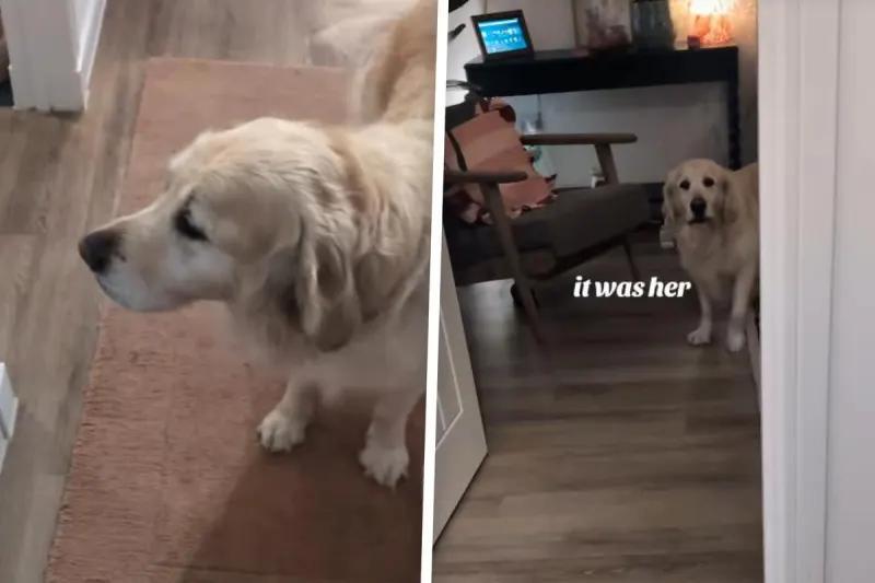 Golden Retriever Drama Queen Alert!