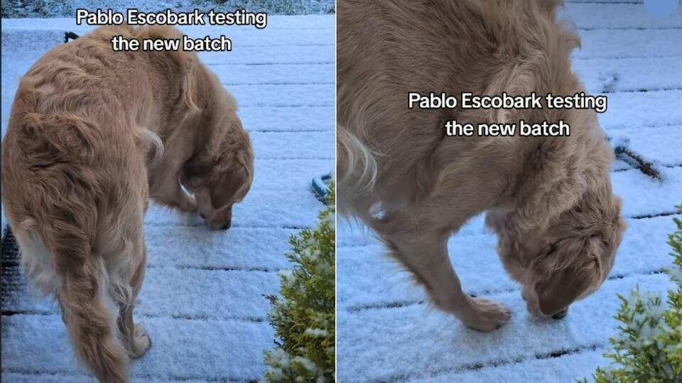 Golden Retriever’s Snow Day Science