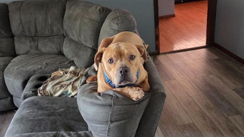 Boomer’s big break: 549 days to forever home