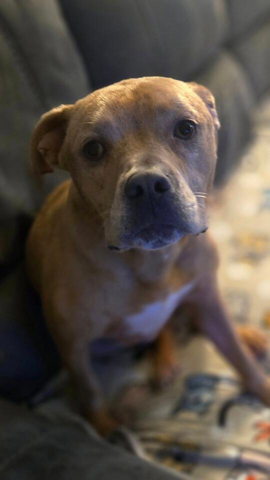 Boomer’s big break: 549 days to forever home