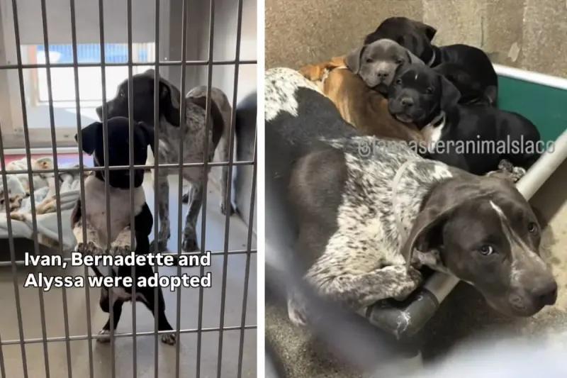 A hero dog’s love changes six lives in Lancaster