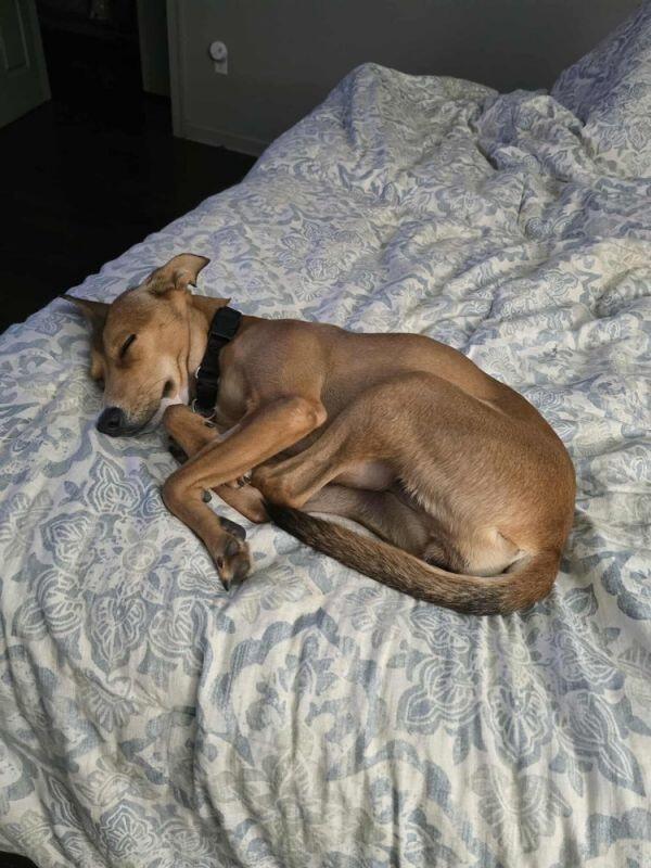 Boston’s shelters are full of lovable pups