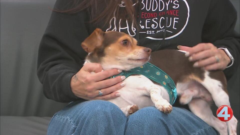 Buffalo’s Benito needs a loving home