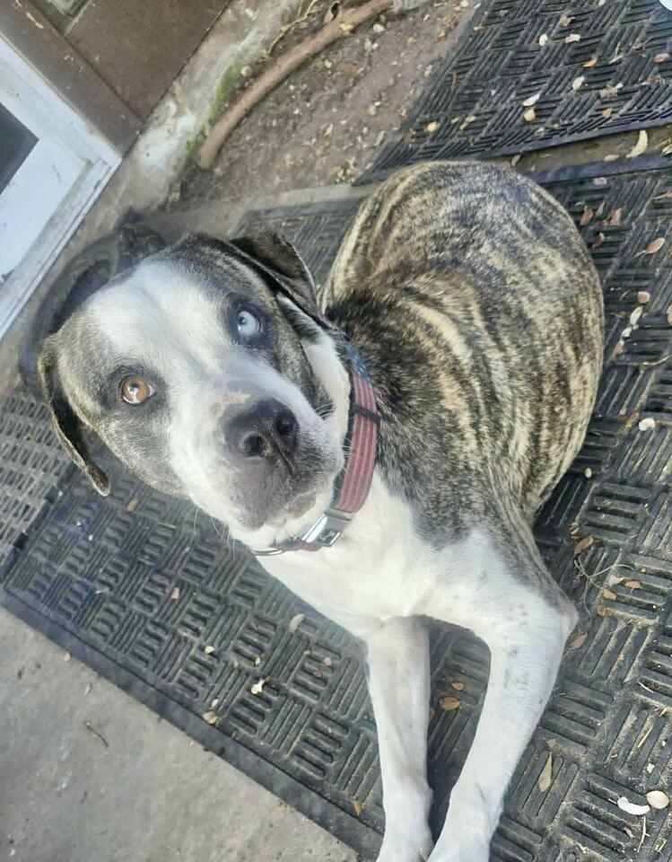 Buffalo pups looking for loving homes