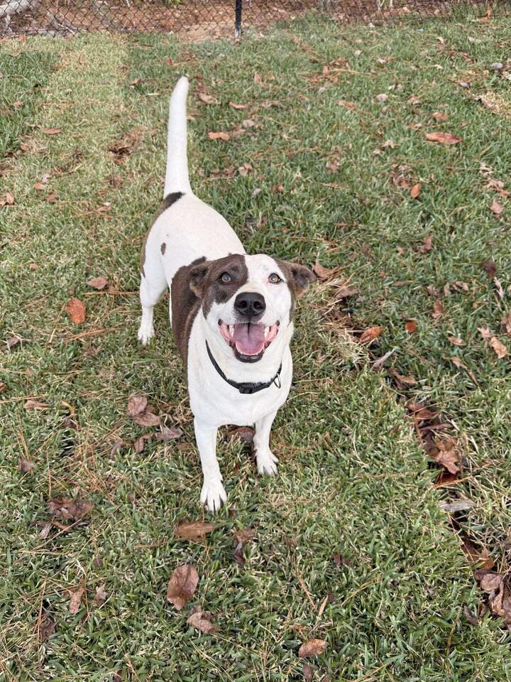 Buffalo pups looking for loving homes