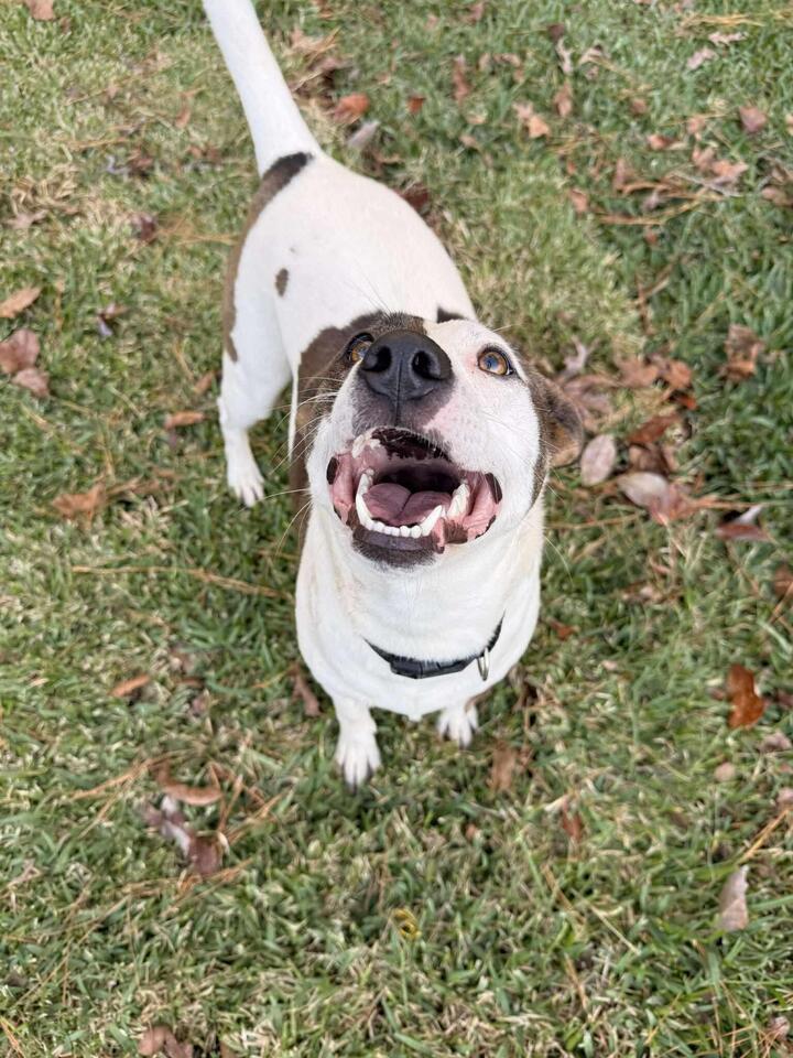 Buffalo pups looking for loving homes