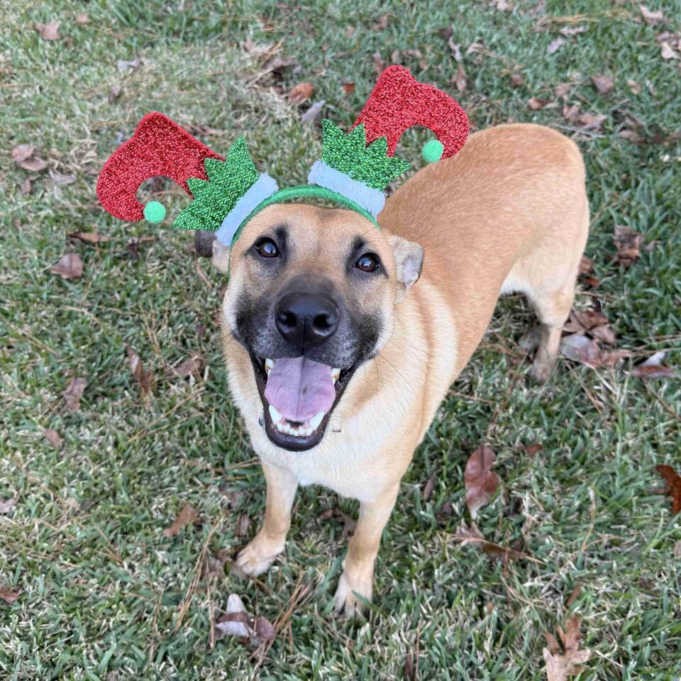 Buffalo pups looking for loving homes