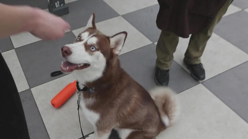 Meet Fresco: Chicago’s energetic Husky