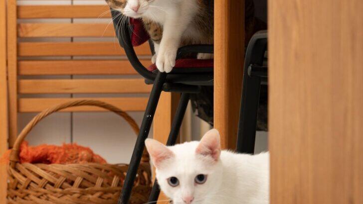 Cat Owners: You Need to See This List!