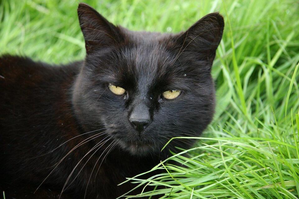 Cat Owners: You Need to See This List!