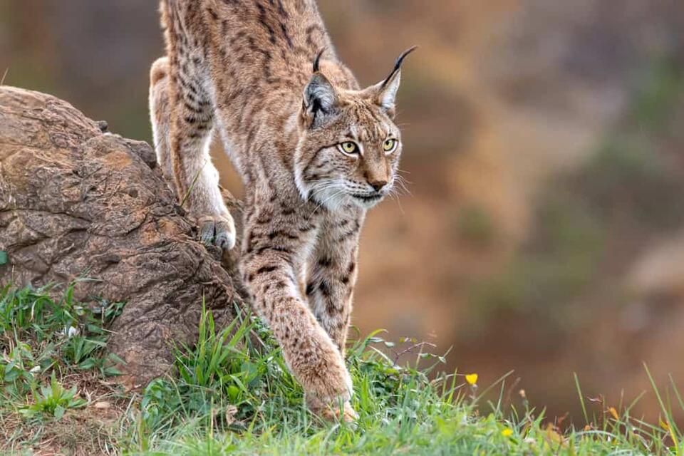Lynx Makes a Wild Comeback!