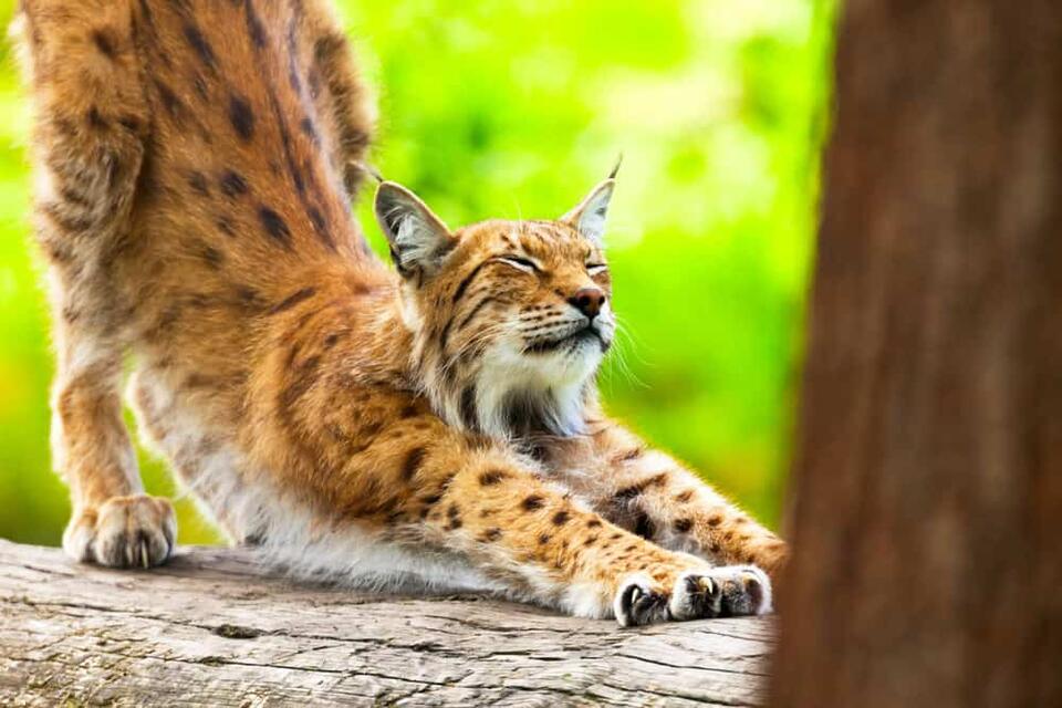 Lynx Makes a Wild Comeback!