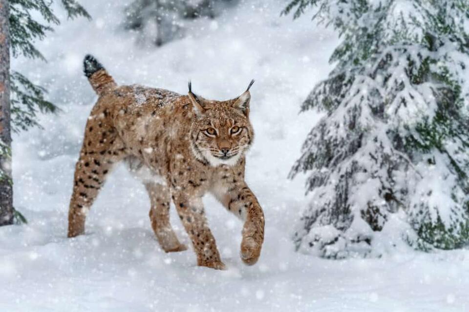 Lynx Makes a Wild Comeback!