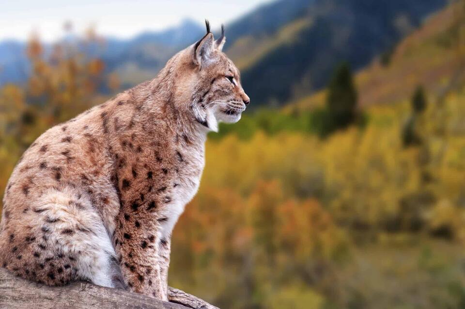 Lynx Makes a Wild Comeback!