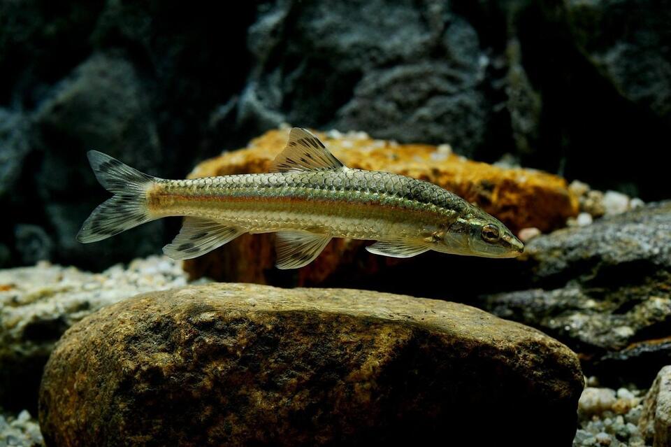 Aries & Pisces: Big News Is Coming Your Way!