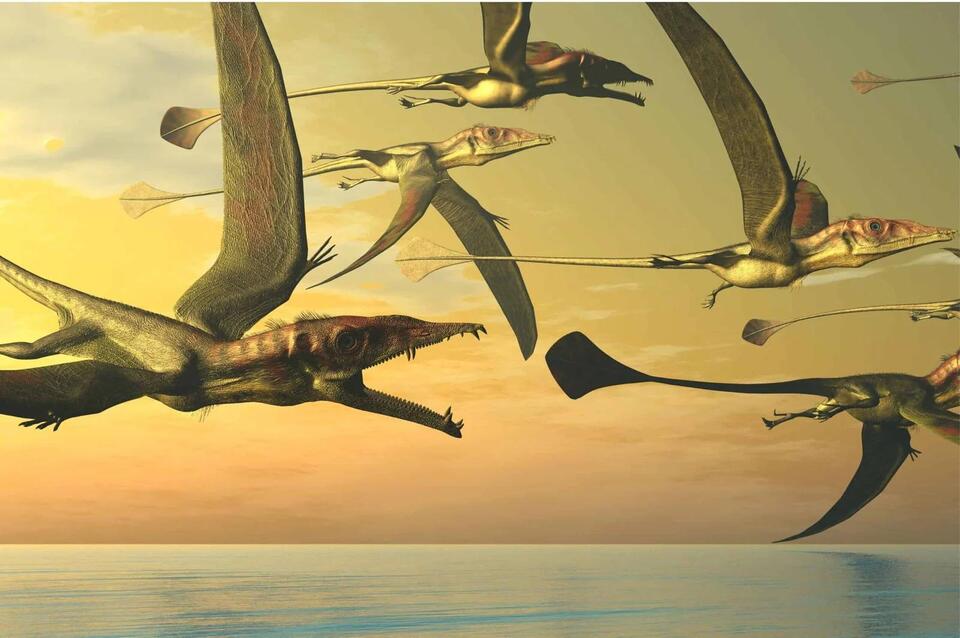 Jurassic Sky Giant Found in UK!