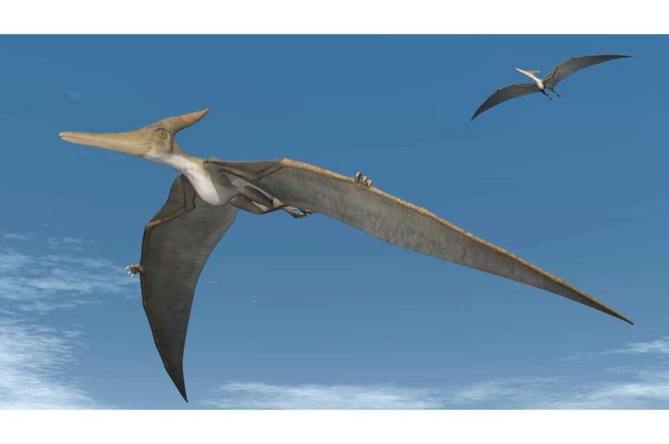 Jurassic Sky Giant Found in UK!