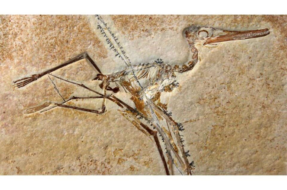 Jurassic Sky Giant Found in UK!