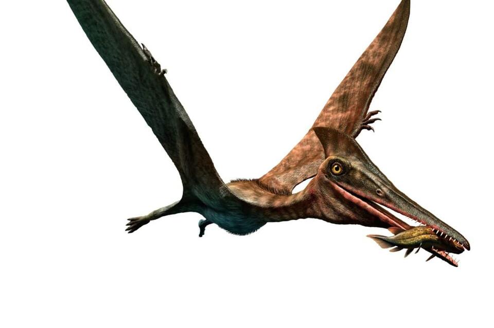 Jurassic Sky Giant Found in UK!